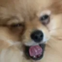 PersikWink