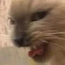 ohnocat