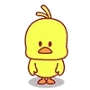 pollo