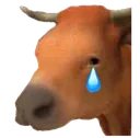 o_sad_cow