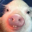 PigPog64