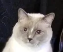 MomoNono