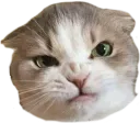 notverypolitecat