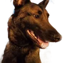 zaf