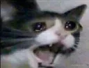 cat3