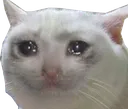 crycat crycat