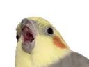 Birb