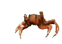 crab