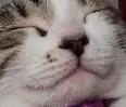 kitty2