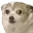 nervousdoggo nervousdoggo