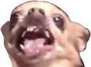 chihuahwat