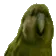 RareParrot