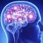 bigbrain