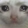 myuuSadcat