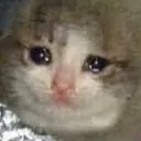 sadcat