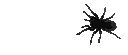 spooder