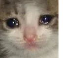 sadcat