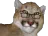 :cassigif: cassigif