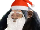 singenoel