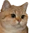 :chatlaser: chatlaser
