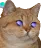 :chatfutur: chatfutur