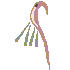 nootdance