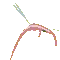 nootfly