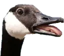 goose