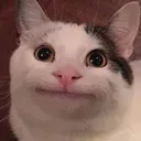 politecat politecat