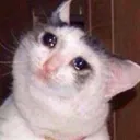 cryingcatmeme