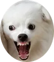 barkbark