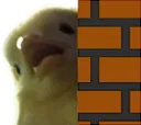 birbpeek