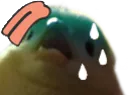 birbsweat