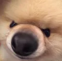 angerySNOOT