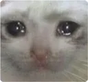 zcat_sad