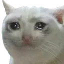 catsad