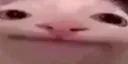 doubtcat