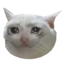 SadCat