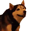 Snez