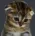 sadCat sadCat