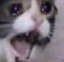 sadcat2 sadcat2