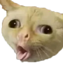 funnycat