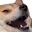 shiba