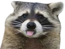 raccoon