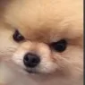 angeryboye