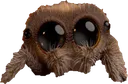 shspider shspider