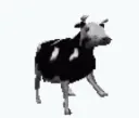 cow