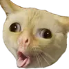 kittycough