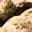 crab14