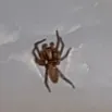 cool_a_spider